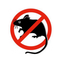 Ratten, muizen Ratten, muizen